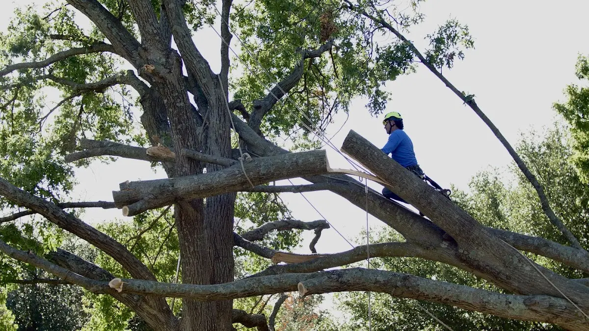 Professional Crown Thinning performed by certified arborists in Piedmont