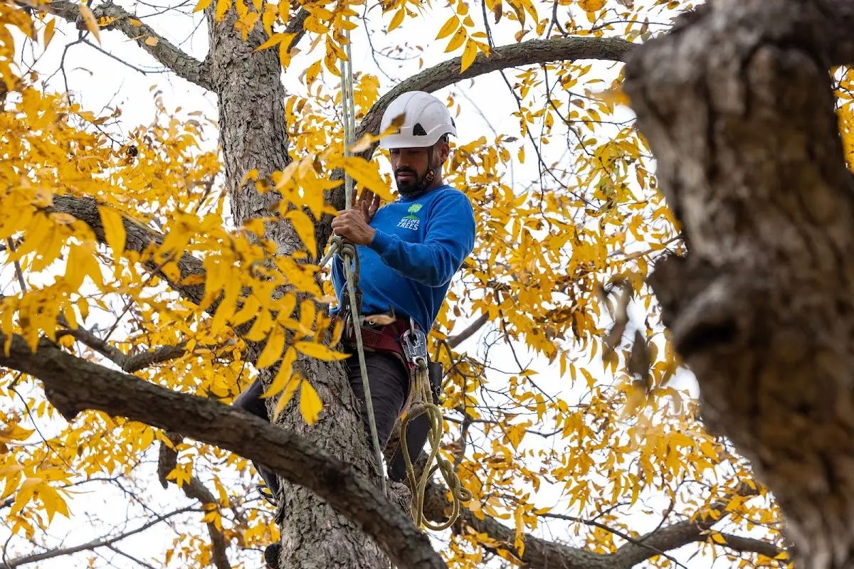 Skilled Storm Damage Cleanup crew working in Piedmont